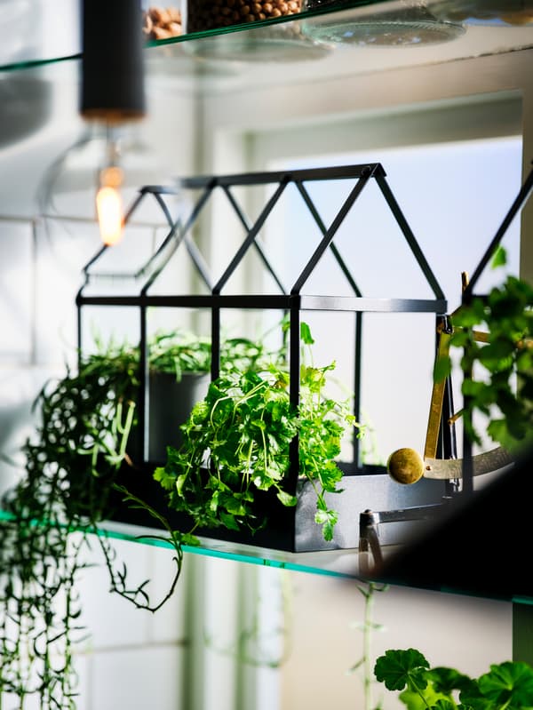 A SENAPSKÅL miniature greenhouse placed in a windowsill. A woman waters the seedlings within with a VATTENKRASSE watering can.