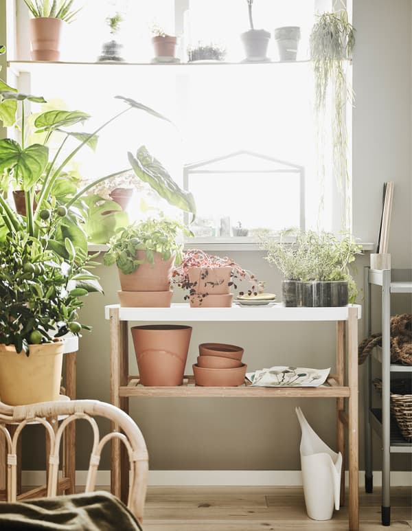 A shelf, plant stand and chair sit in front of a sunny window and are surround by plants.