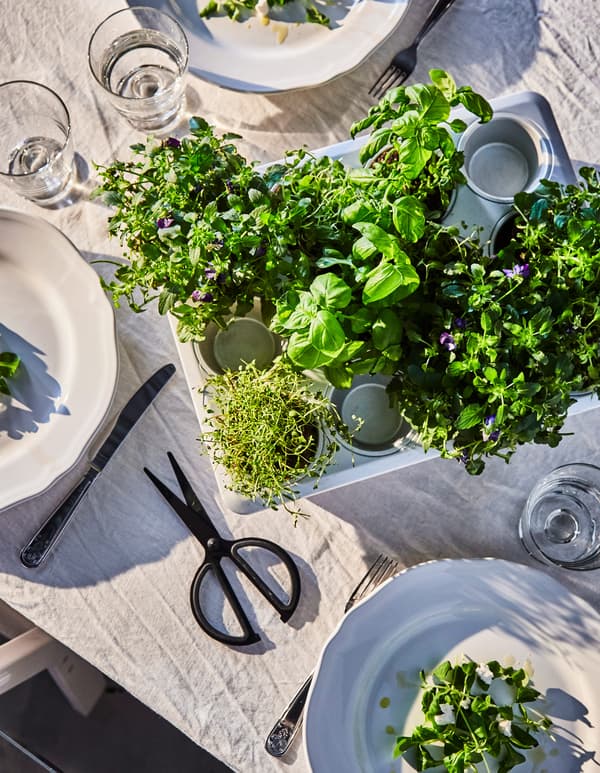 A shot from above of a muffin tin filled with fresh herbs placed on a set dining table. 