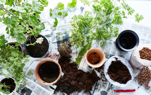 A shot from above of plants being repotted on a surface covered with newspaper.