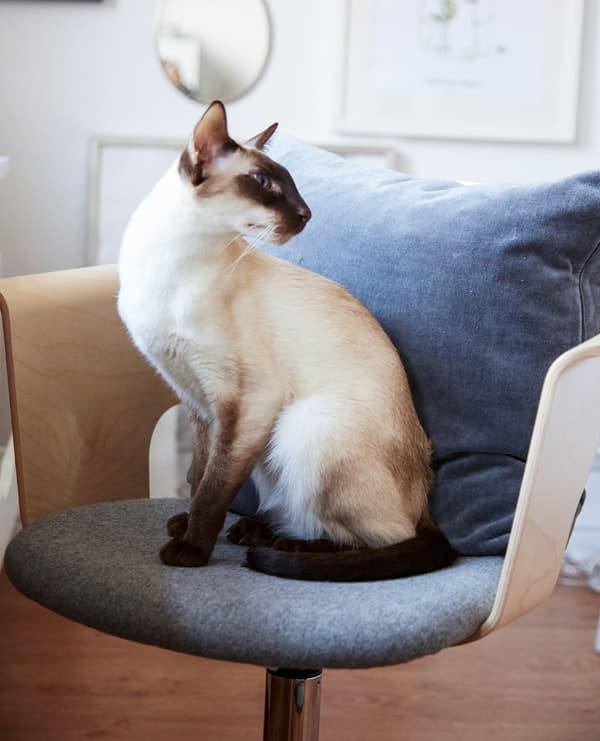 A Siamese cat sitting in an office chair with a gray cushion.