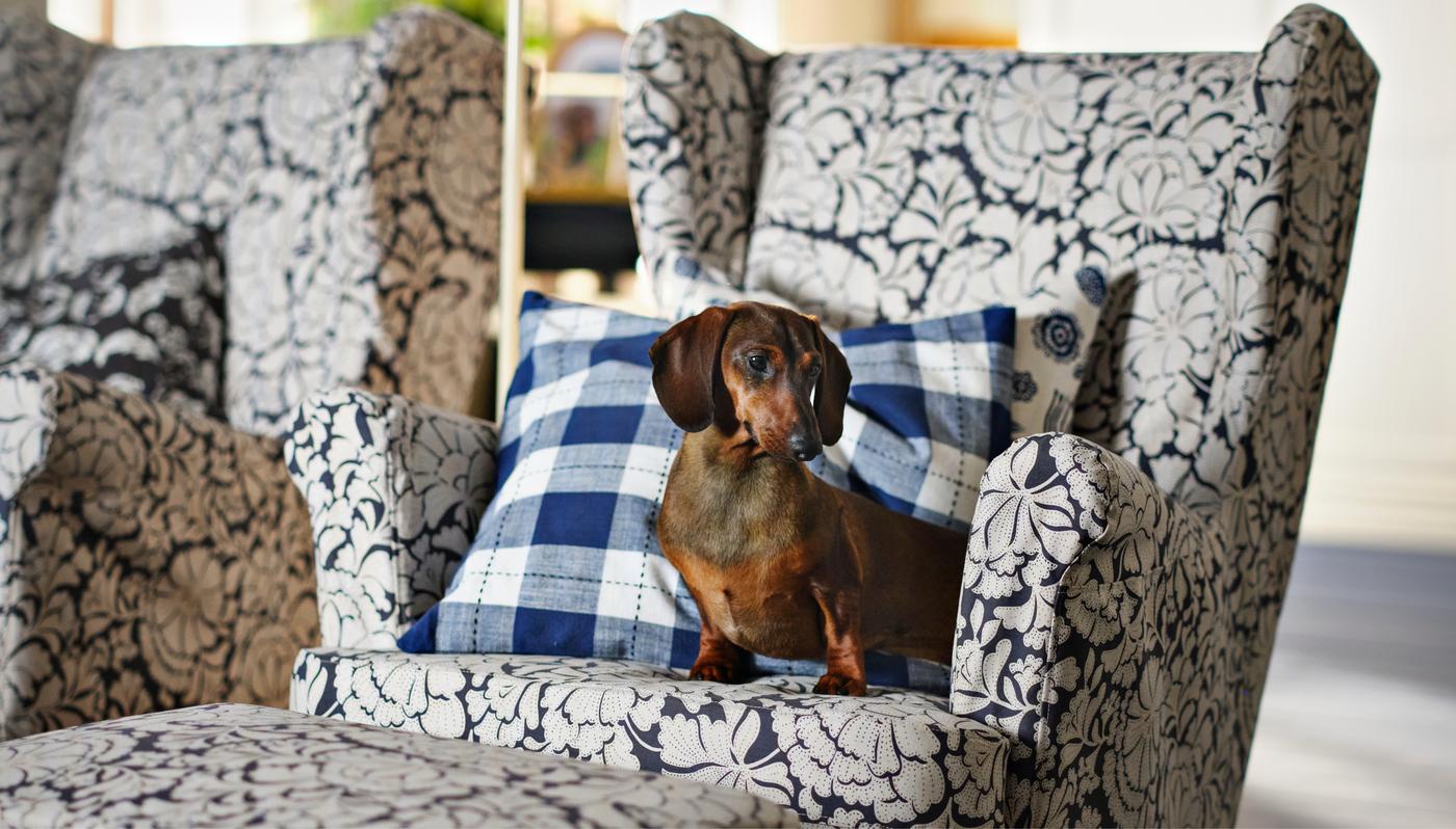 A small brown dog sitting on a patterned armchair with a blue and white checked pillow.