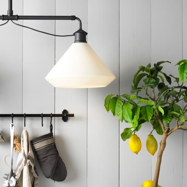 A small citrus plant in a light hallway with wooden panels and industrial lighting fixtures. 