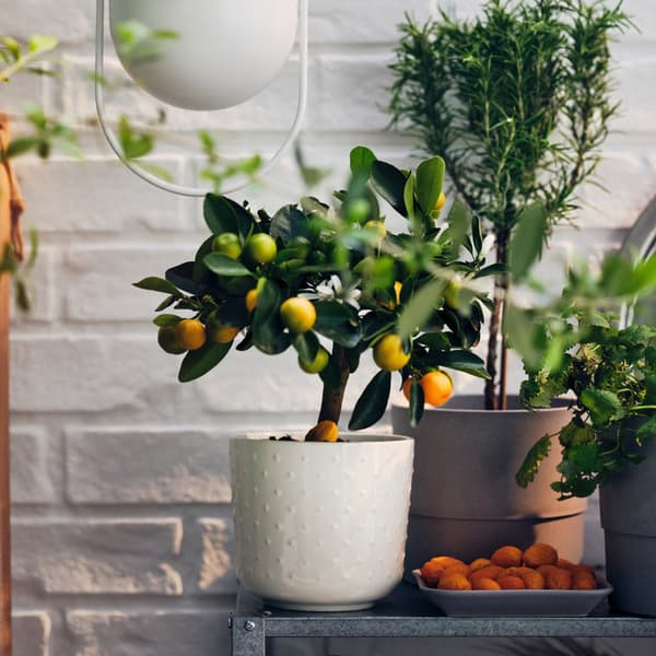 How to care for a CITRUS plant Calamondin - Lemon IKEA