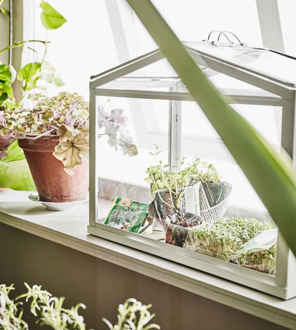 A small greenhouse growing herbs inside sits in a sunny window.