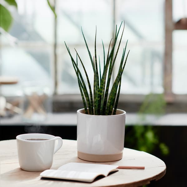 A small varity of snake plant sits on a coffee table.