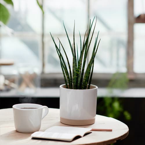 SANSEVIERIA