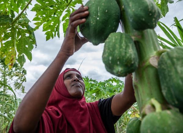 A Somali refugee, Kaha Abdula, reaching up to feel the papayas growing on her tree.