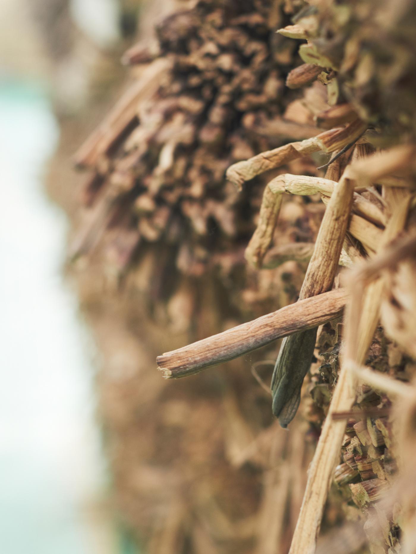A stack of harvested water hyacinth that is partially dried.