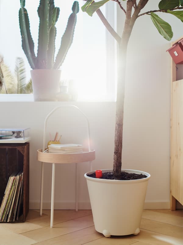 A sunny window with a cactus and a large, white IKEA PS FEJÖ plant pot with a large fig tree standing on the floor.