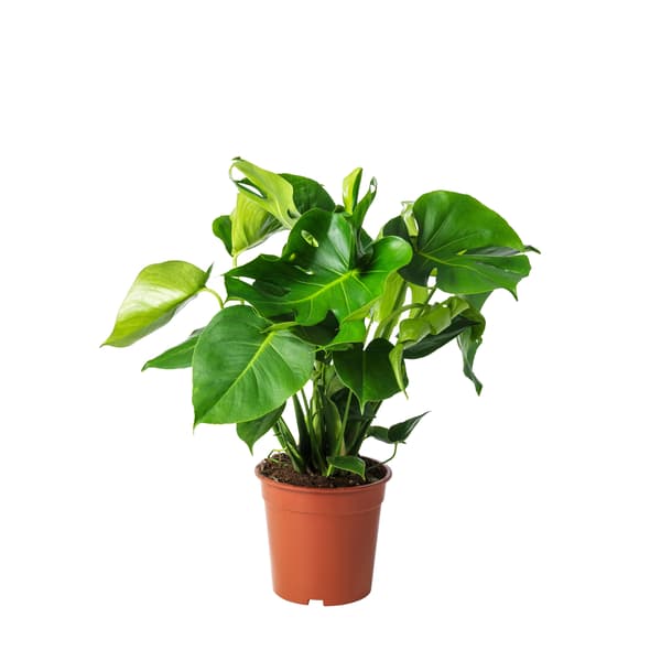A Swiss cheese plant