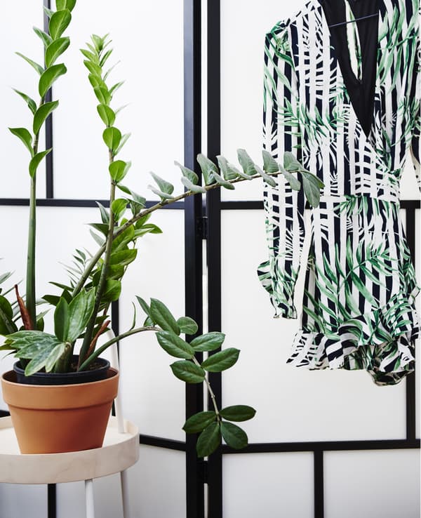 A tall pot plant on a small table in front of a room divider.