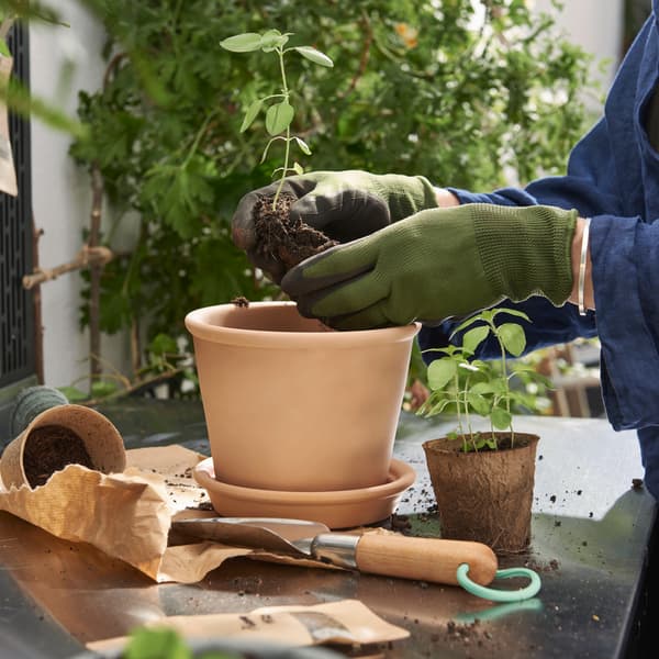 A terracotta MUSKOTBLOMMA plant pot with saucer surrounded by seedlings and gardening tool. Two hands holding a tiny plant.