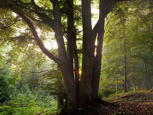 a tree in a forest