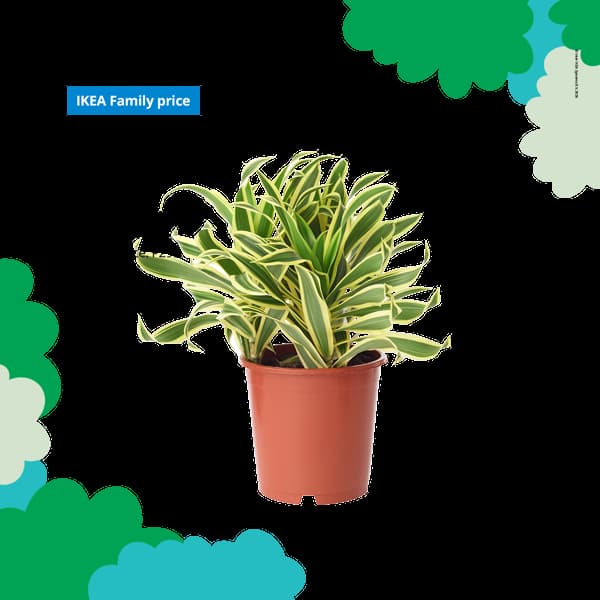 A vibrant dracaena plant with green and yellow striped leaves in a brown pot, set against a black background with decorative green shapes. Text reads 