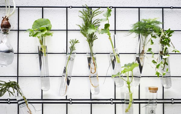 A wall rack with glass tubes containing water and plants.