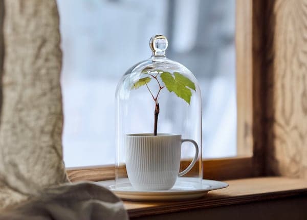 a white ceramic cup on a matching saucer, from which grows a small plant with a thin stem and two green leaves. The set is covered with a glass bell jar and stands on a wooden windowsill, with a faint, softly lit outdoor setting in the background.