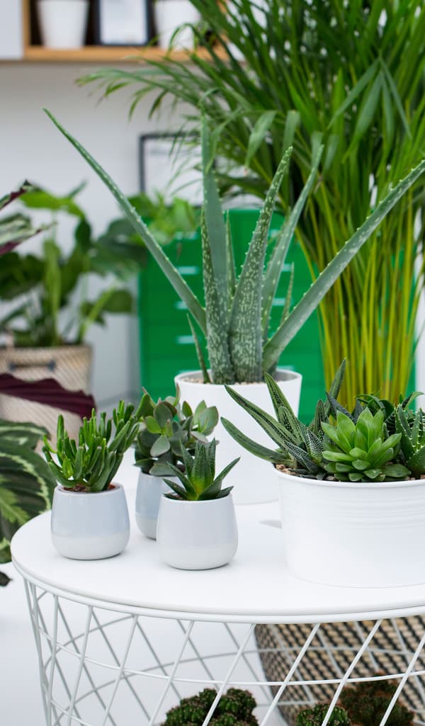 A white round coffee table filled with succulents in pastel and white pots