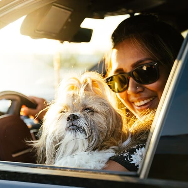 A white shih tzu dog looks out of a car window with it's owner who is wearing sunglasses. There is a bright sunset in the background.
