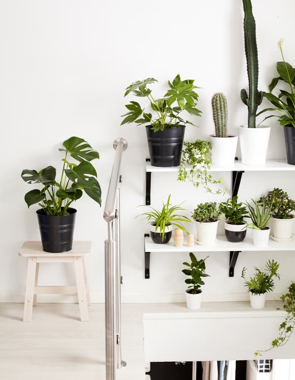 A white wall and set of shelves decorated with various sized potted plants.