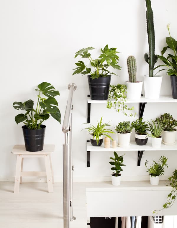 A white wall and set of shelves decorated with various sized potted plants.
