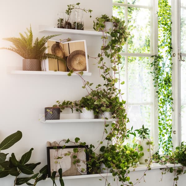 A white wall with wall shelves displaying plenty of plants and decor.