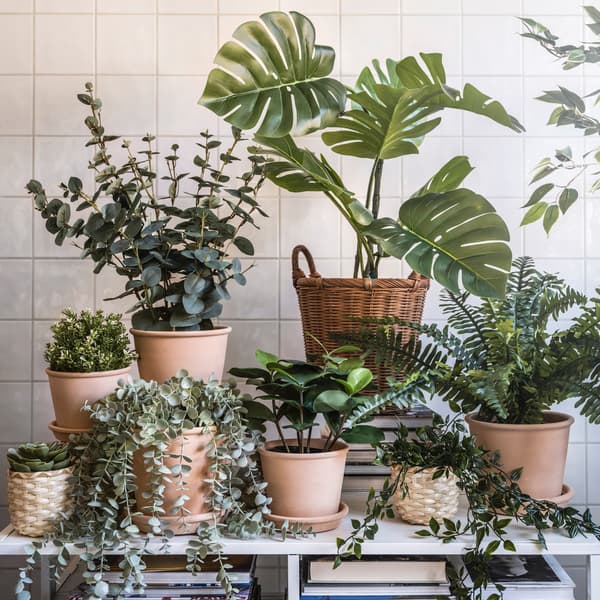 A whole plant gang with a CLUSIA in the middle. Also included are ferns and a monstera