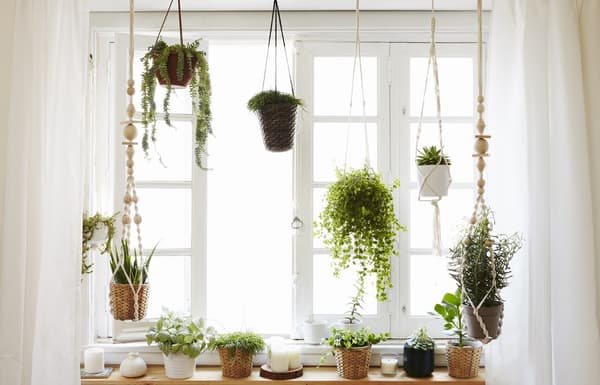 A window garden with hanging planters.