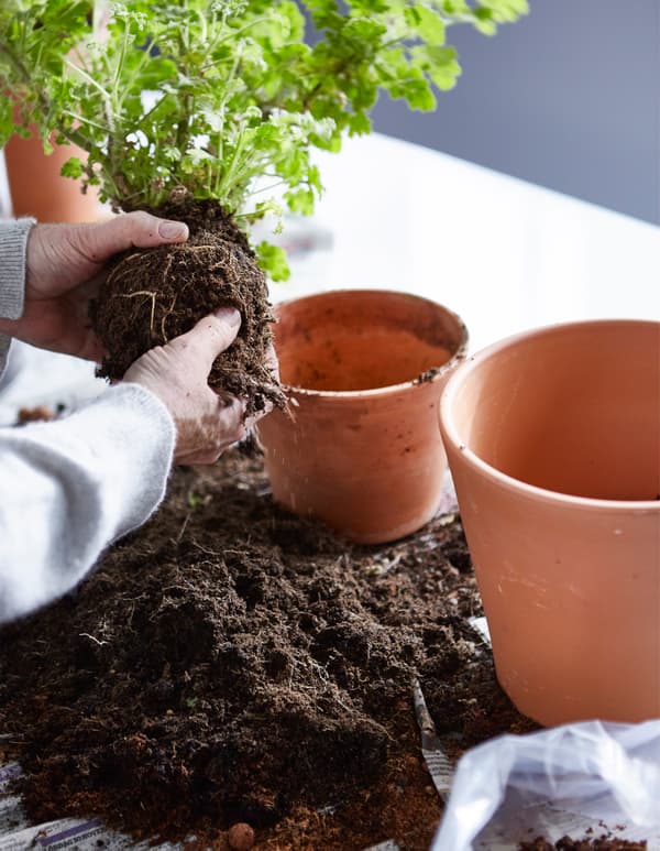 A woman is repotting a plant from a smaller pot to a larger one.