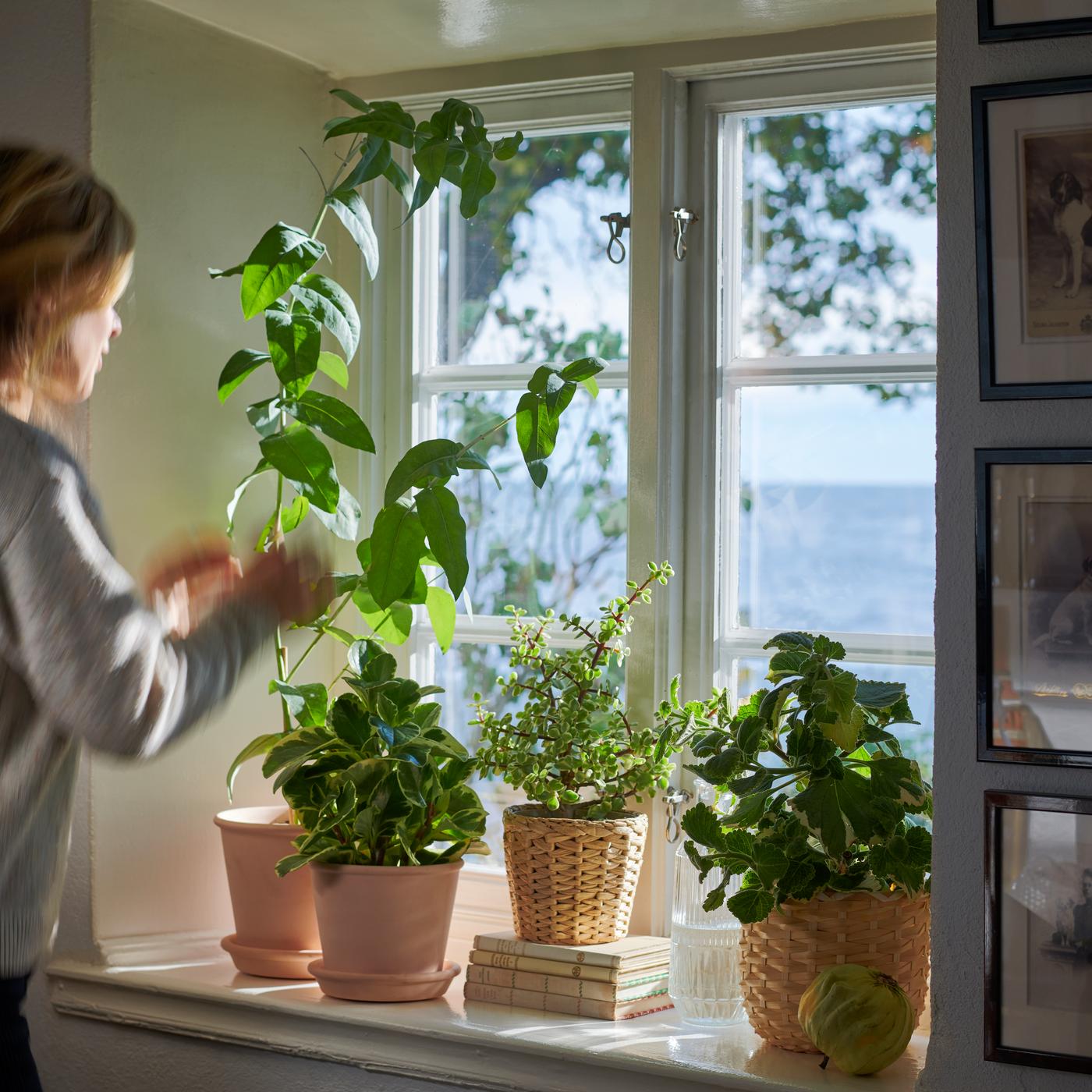 A woman works on the plants in her windowsill