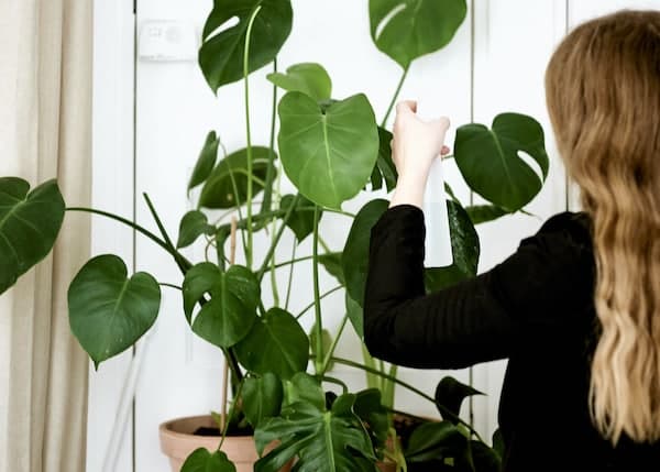 A women cleans a Monstera plant in a bright window.