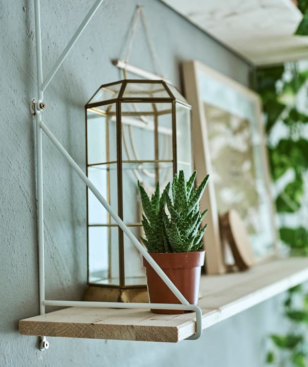 A wood shelf with white metal shelf bracket used to display an aloe vera plant and glass and metal-framed hexagonal dome.
