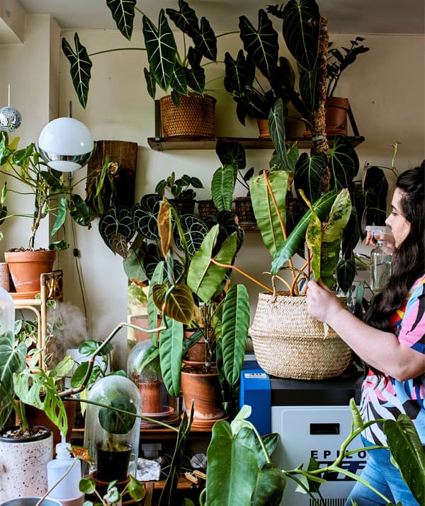 A young woman watering a large collection of rare tropical plants next to the window of a home office.
