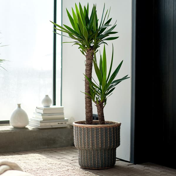A yucca plant in a large wicker pot infront of a large window.