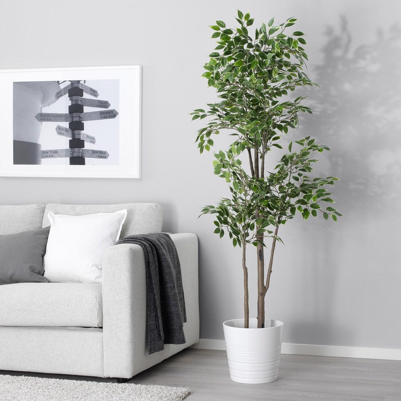 インテリアを印象的に見せる観葉植物の選び方｜IKEA【公式】 - IKEA