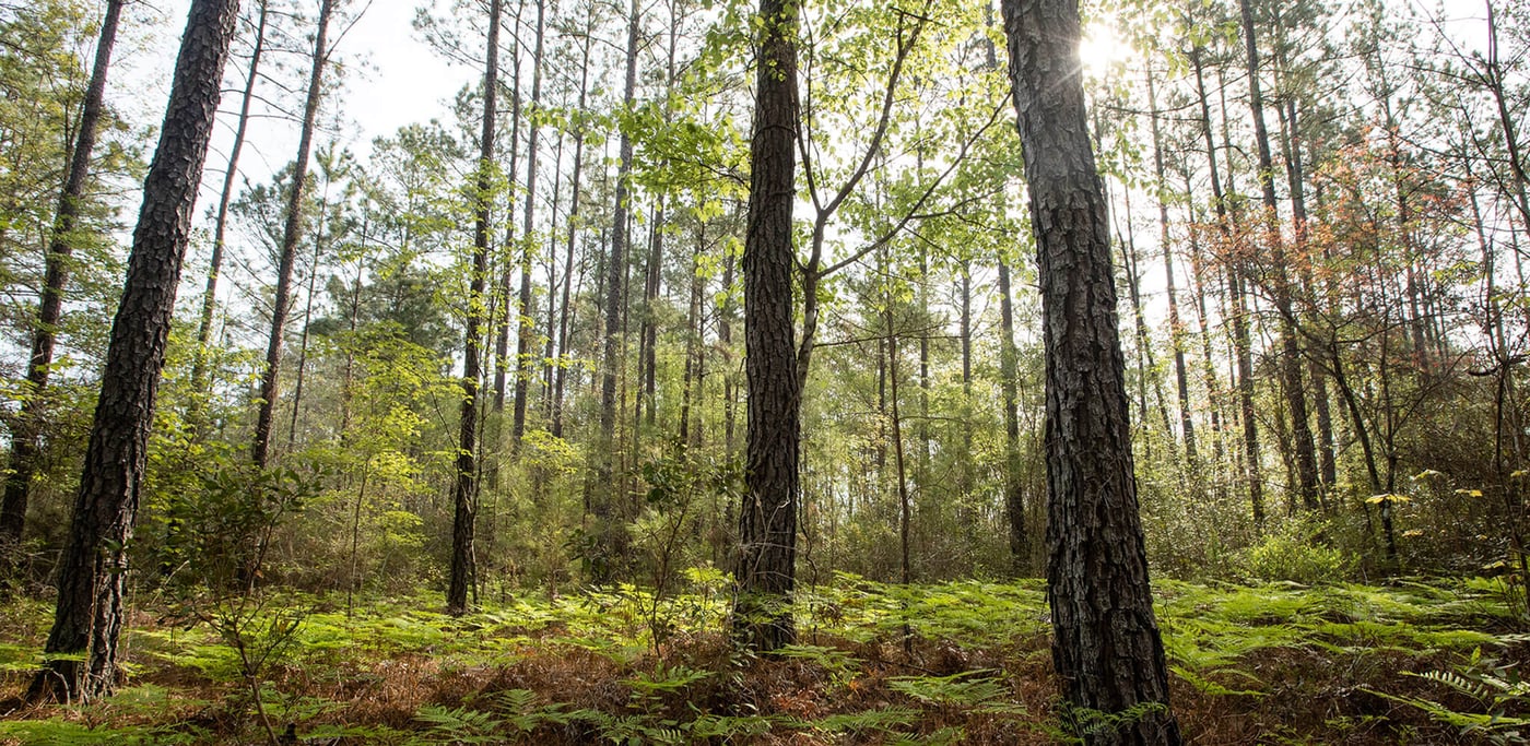 A green forest with several tall trees and shrubs surrounding them, linking to Newsroom article.