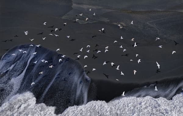 Affiche artistique représentant l’océan et des oiseaux, dans des teintes de bleu nuit.