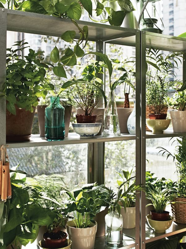 Alcuni scaffali in metallo con numerosi vasi con piante e fiori verdi.