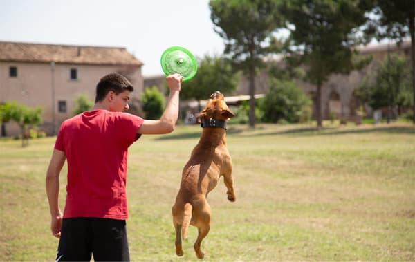 Alessandro และสุนัขของเขาเล่นจานร่อนอยู่ในสวน