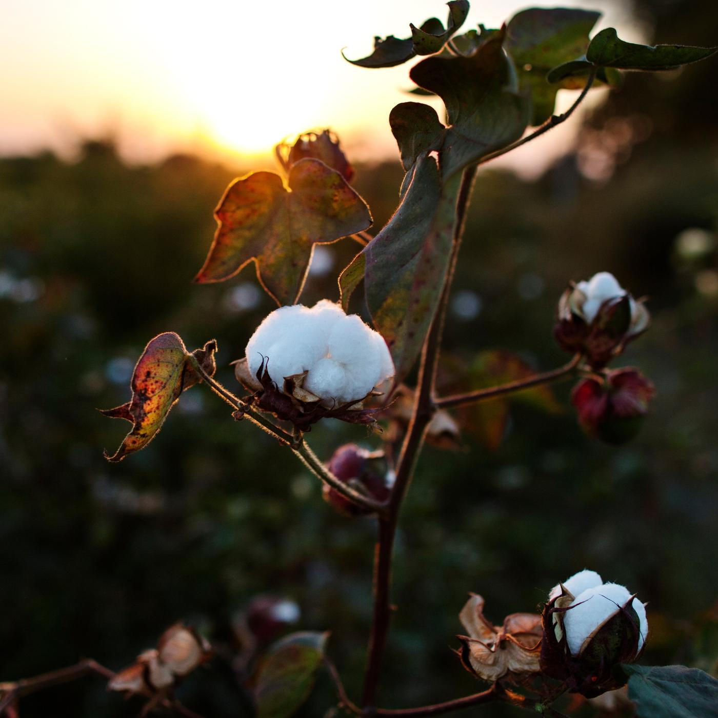 Algodón sustentable