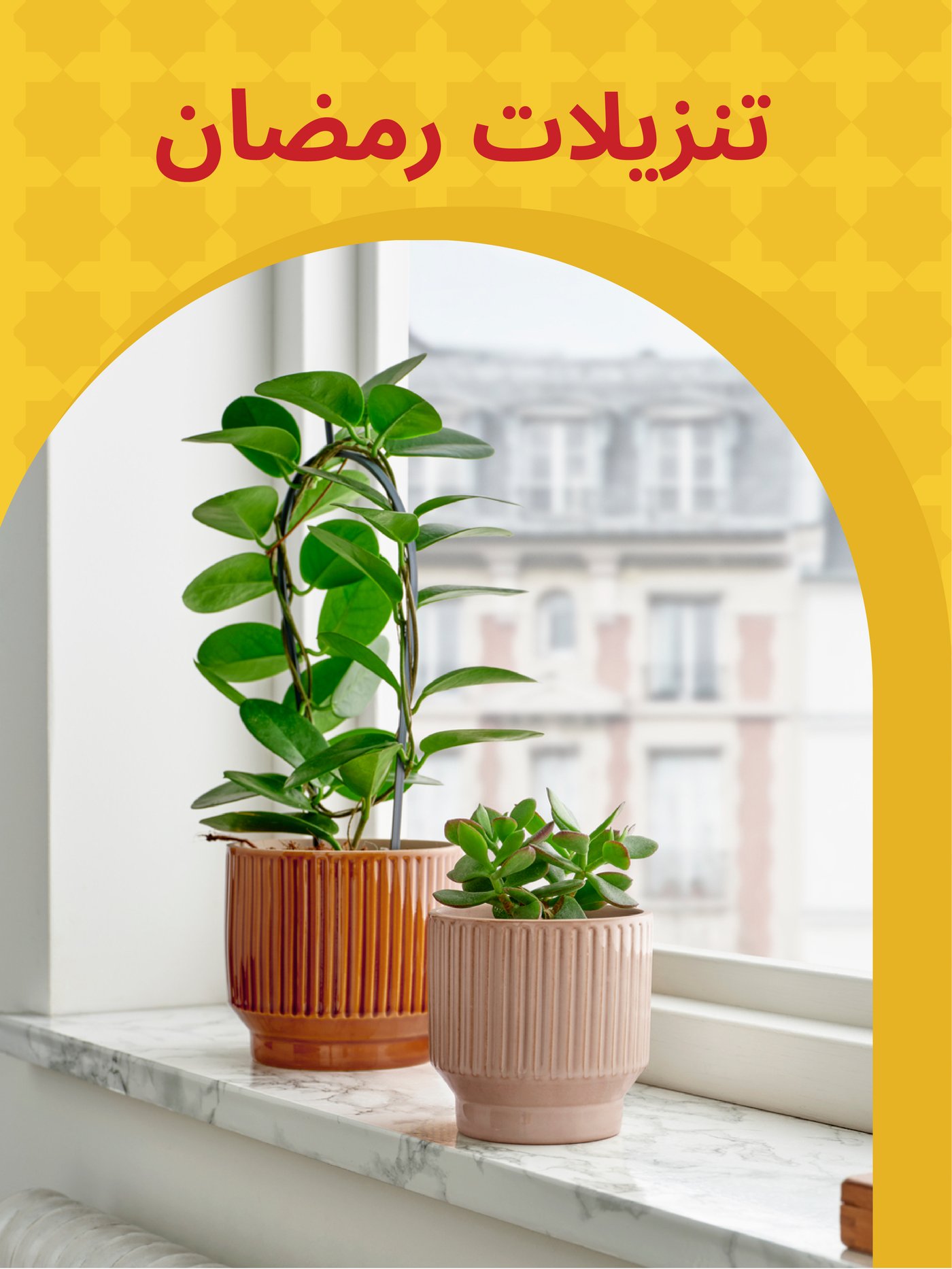 النباتات و أواني النباتات