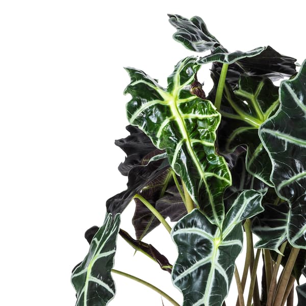 ALOCASIA AMAZONICA