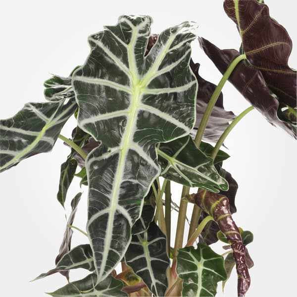 ALOCASIA AMAZONICA