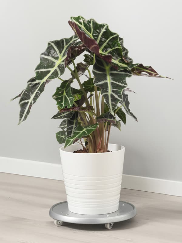 ALOCASIA AMAZONICA