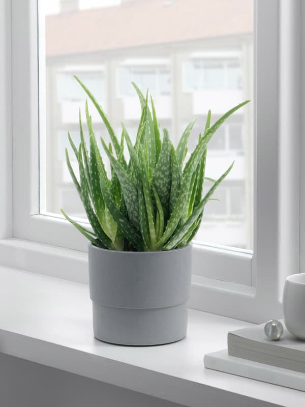 Aloe vera