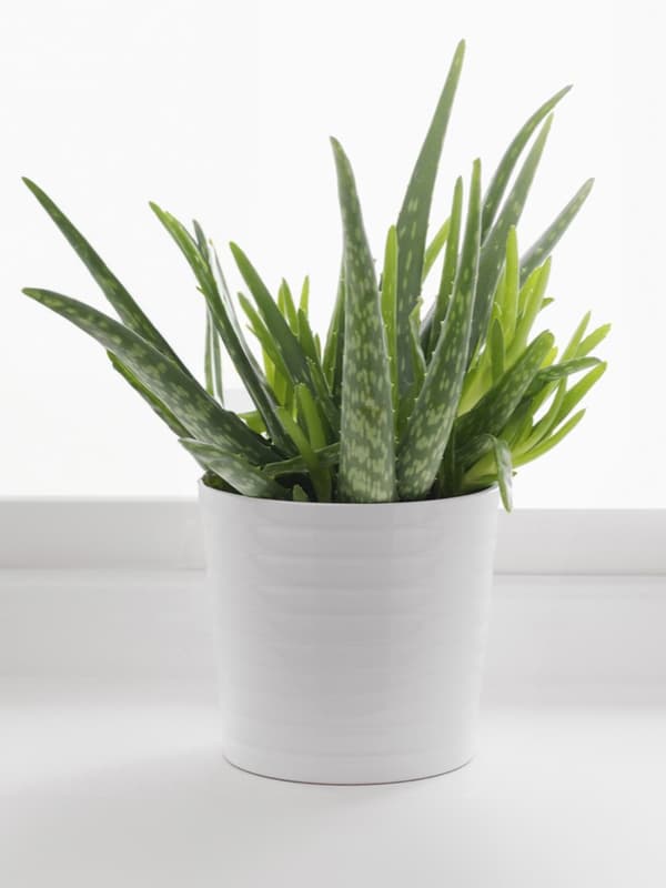 ALOE VERA