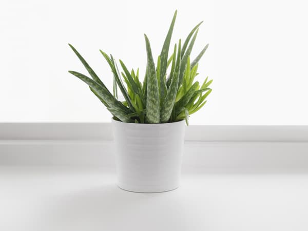 ALOE VERA