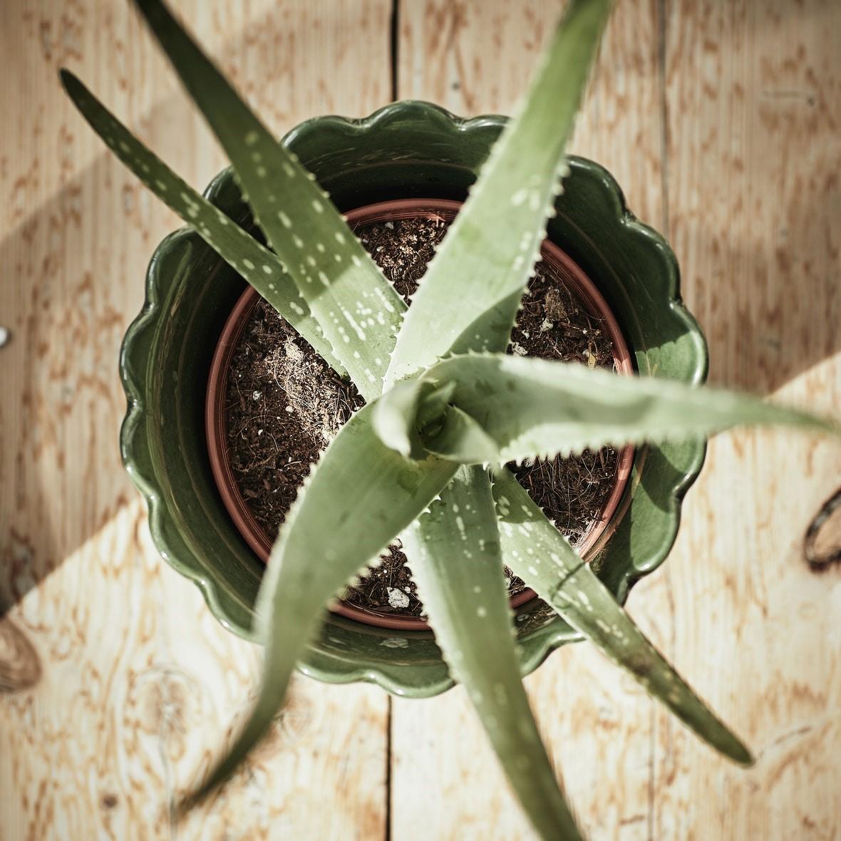 Aloe vera en una maceta visto desde arriba