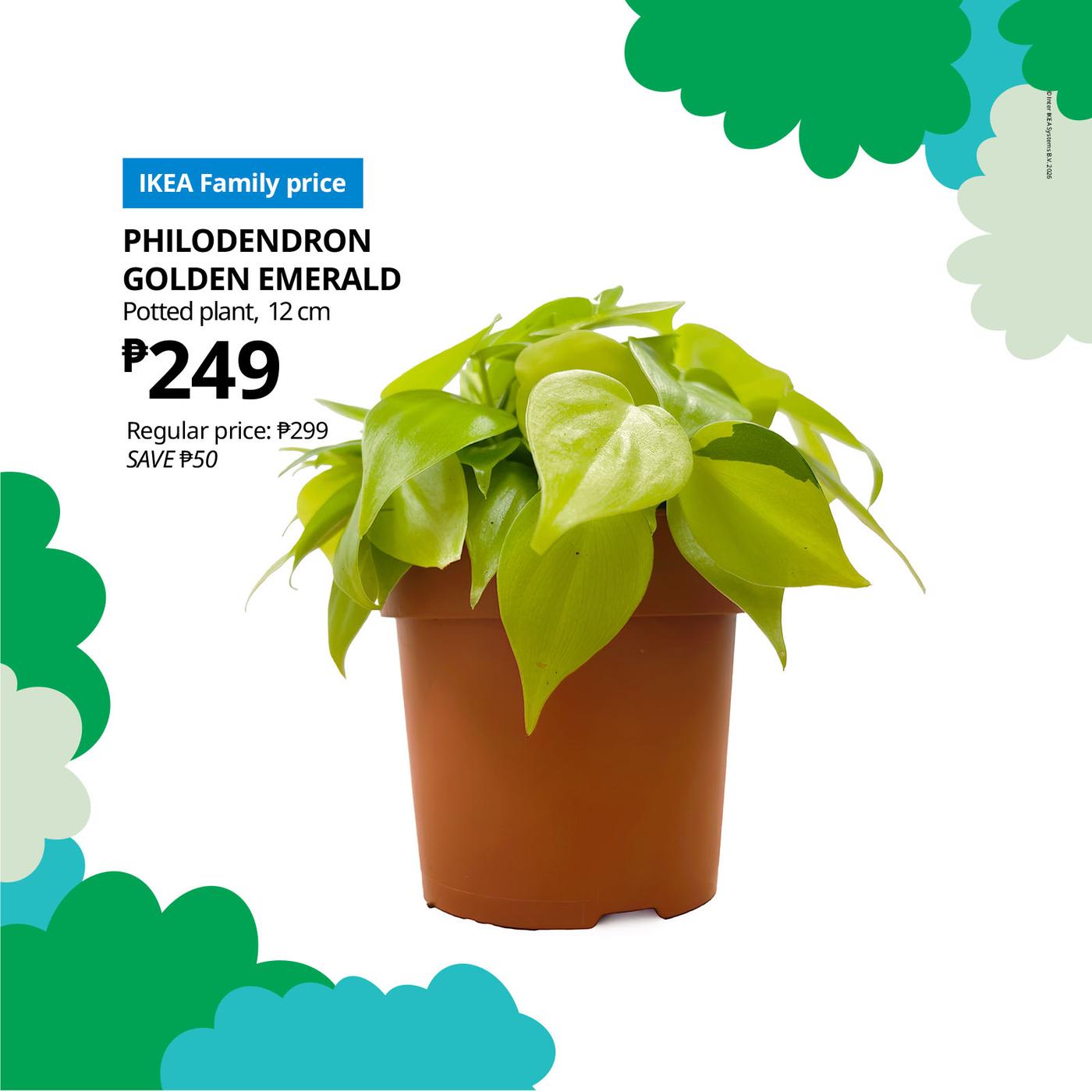 Alt text: "Philodendron Golden Emerald plant in a brown pot, priced at ₱249 for IKEA Family members. Regular price ₱299, save ₱50. Vibrant green leaves contrast with a plain white background."