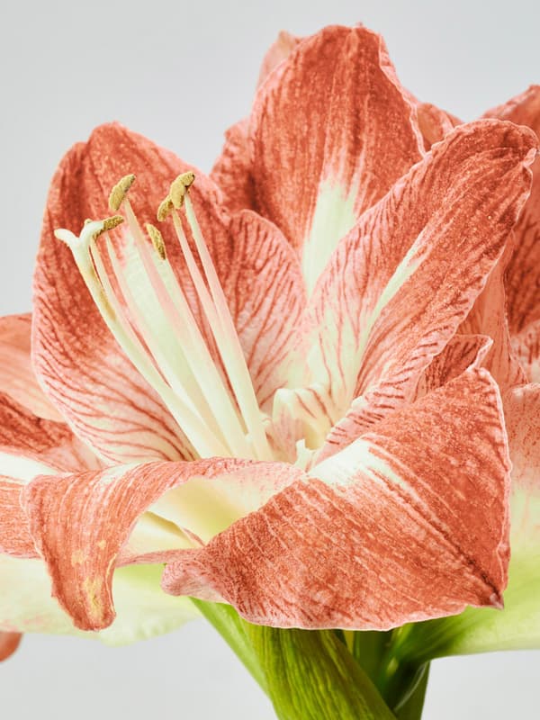 Amaryllis